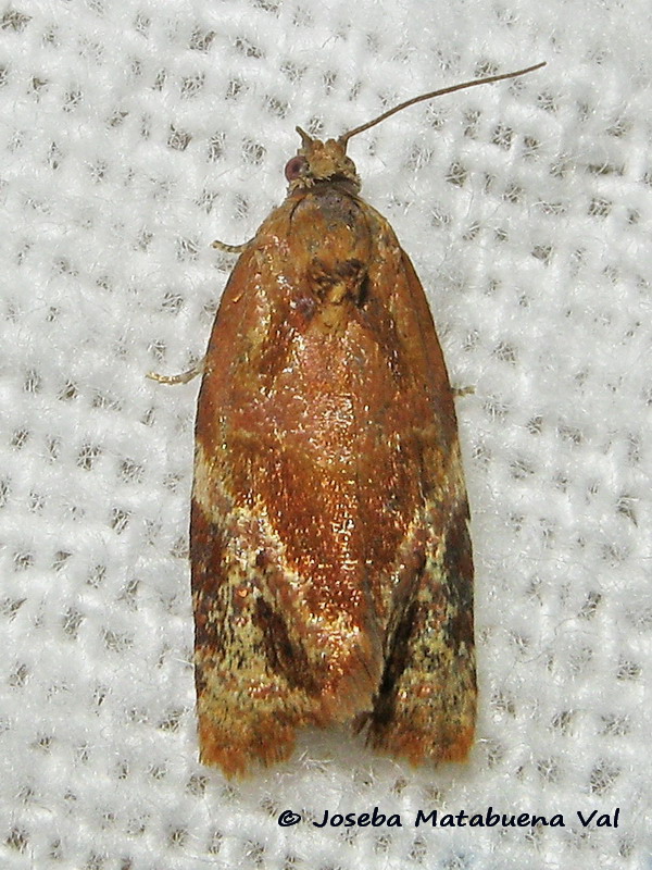 Ditula angustiorana - Tortricidae